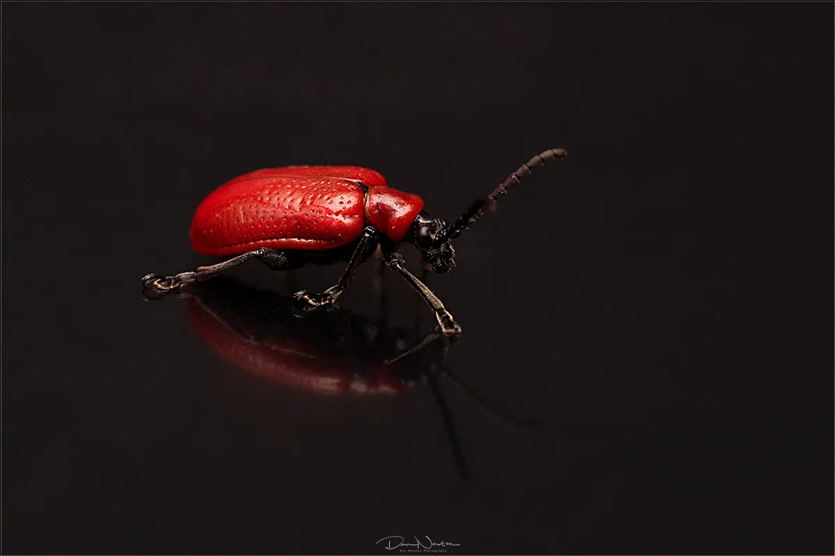 Scarlet Lily Beetle7542PP.jpg