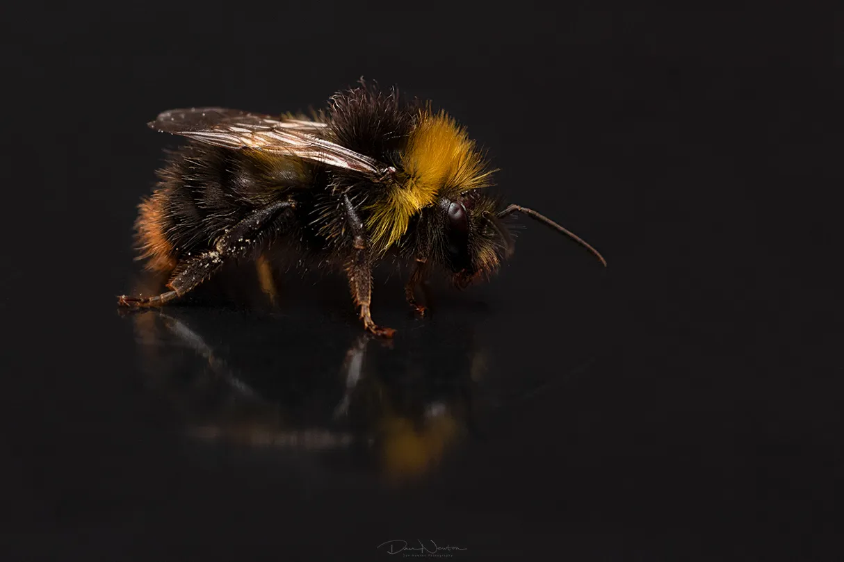 Early Bumble Worker0080PP.jpg