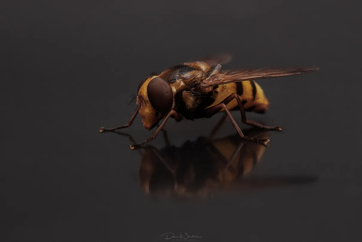 Lesser Hornet Mimic9585PP.jpg