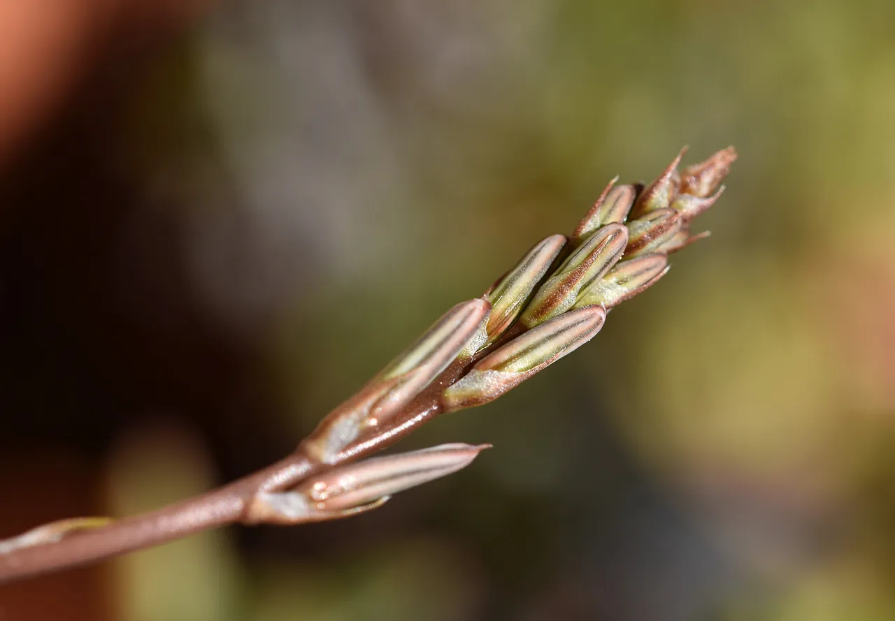 hawortia fasciata flower buds.jpg