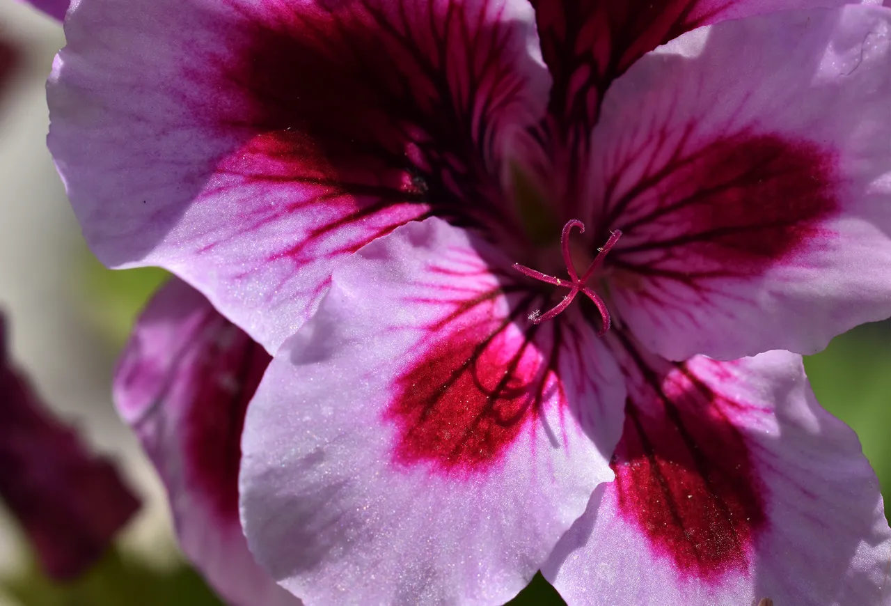 Pelargonia pink regalia lilac.jpg