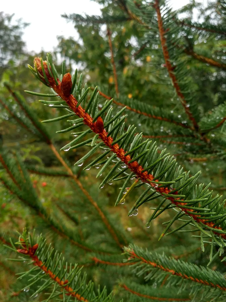 IMG_20200930_122915_HDR.jpg