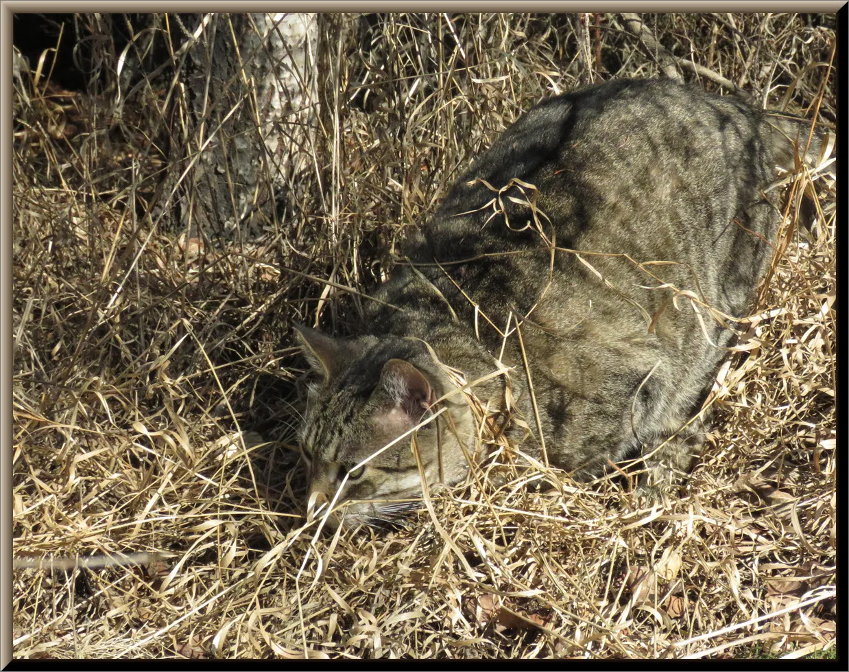 JJ sniffing in dried grass.JPG