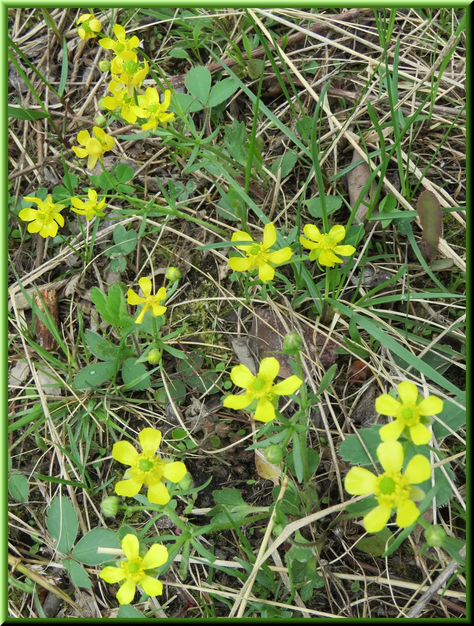 group of buttercup blossoms.JPG