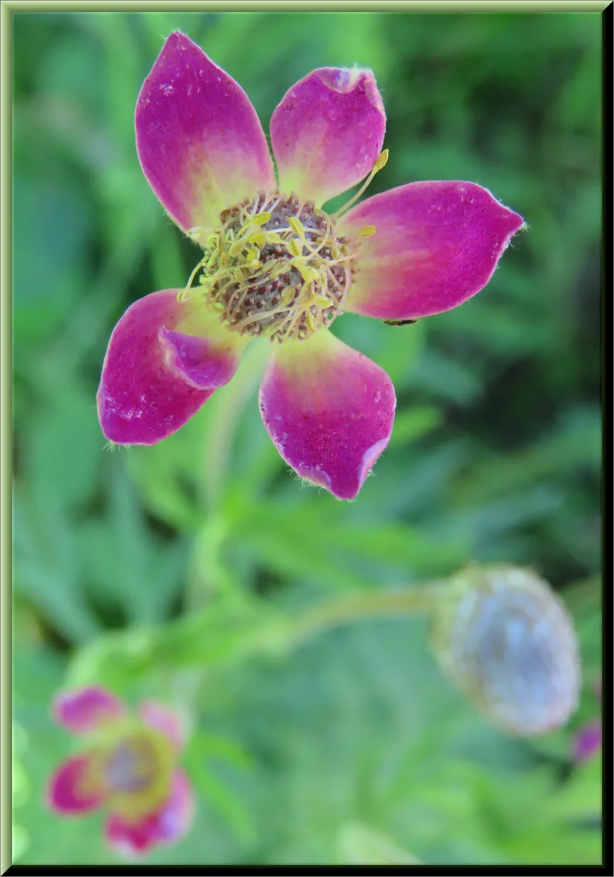 close up pink avens flower.JPG