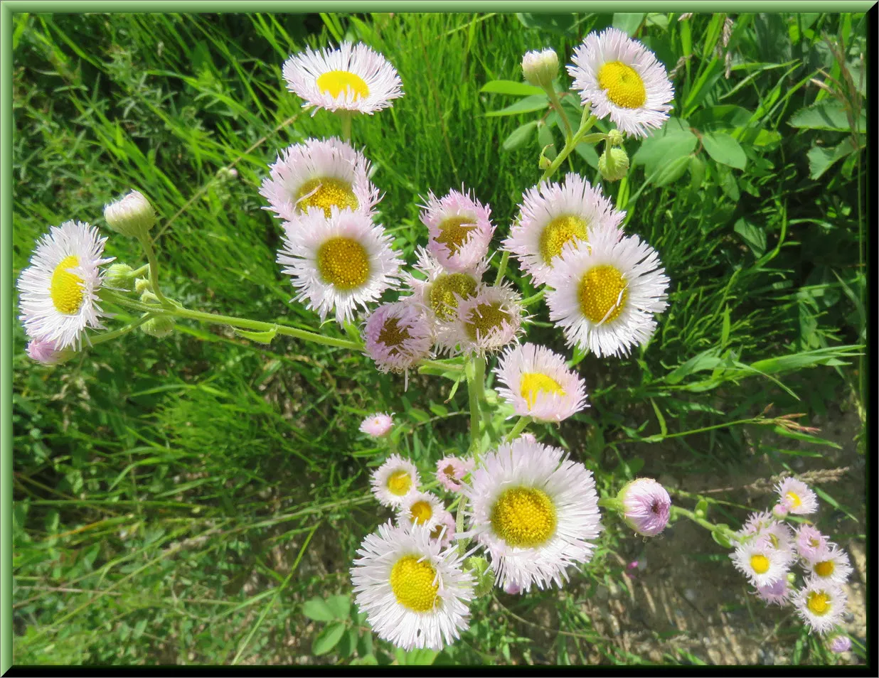 close up clump of fleabane.JPG