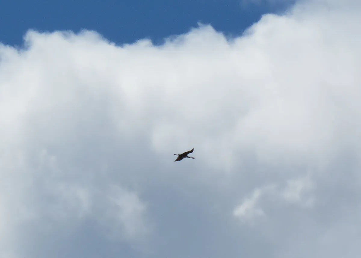 crane flying in the clouds.JPG