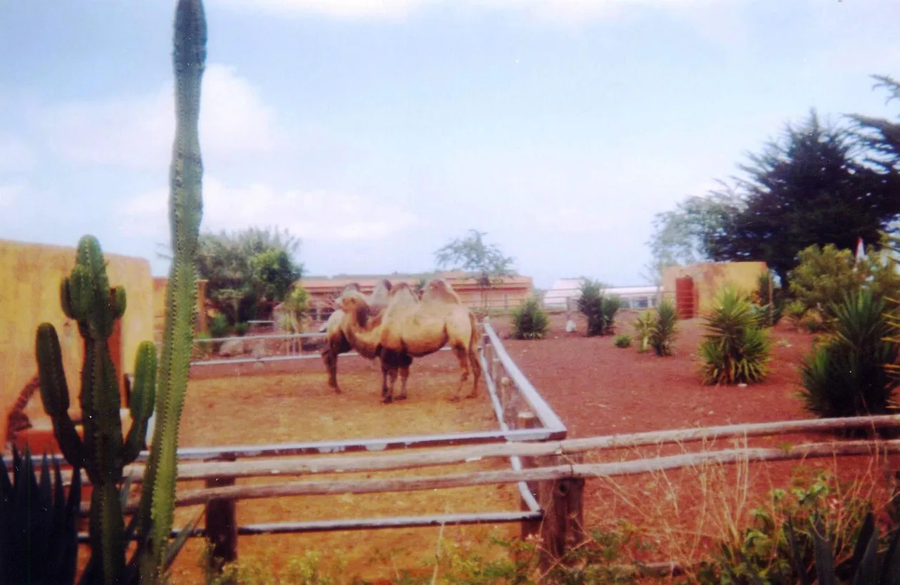 Camello Center Dromedarios.jpg