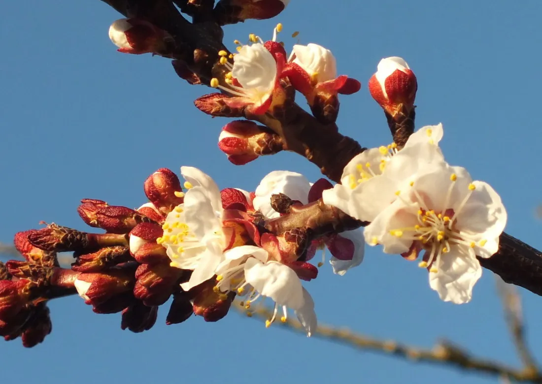 224PlumBlossoms140318a.jpg