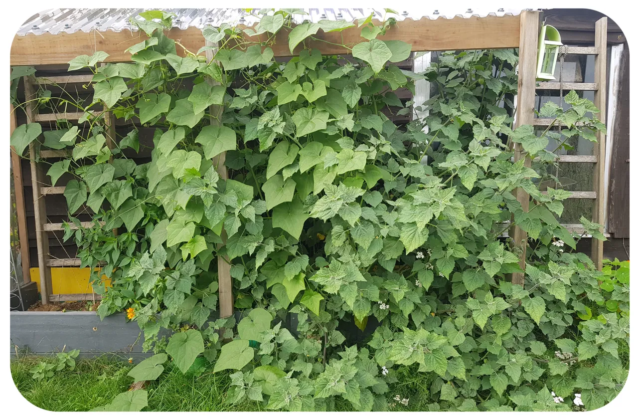 chayote and cape Gooseberry.jpg
