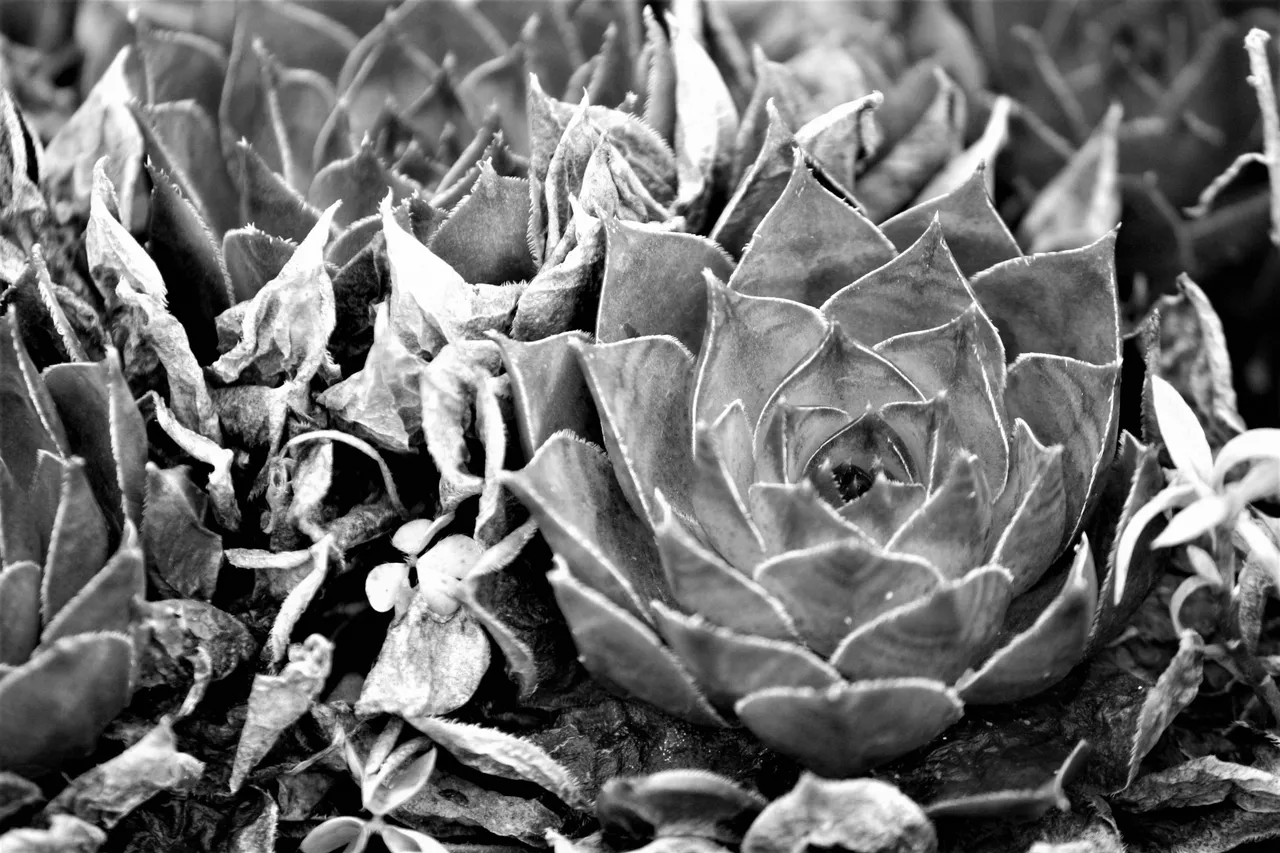 succulents_04.jpg