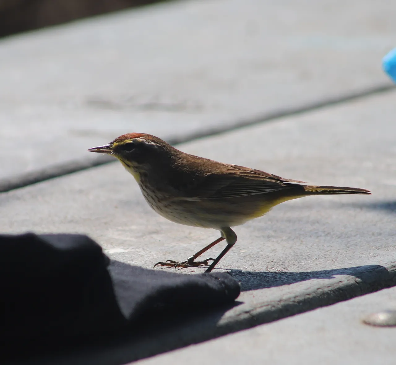 Palm Warbler