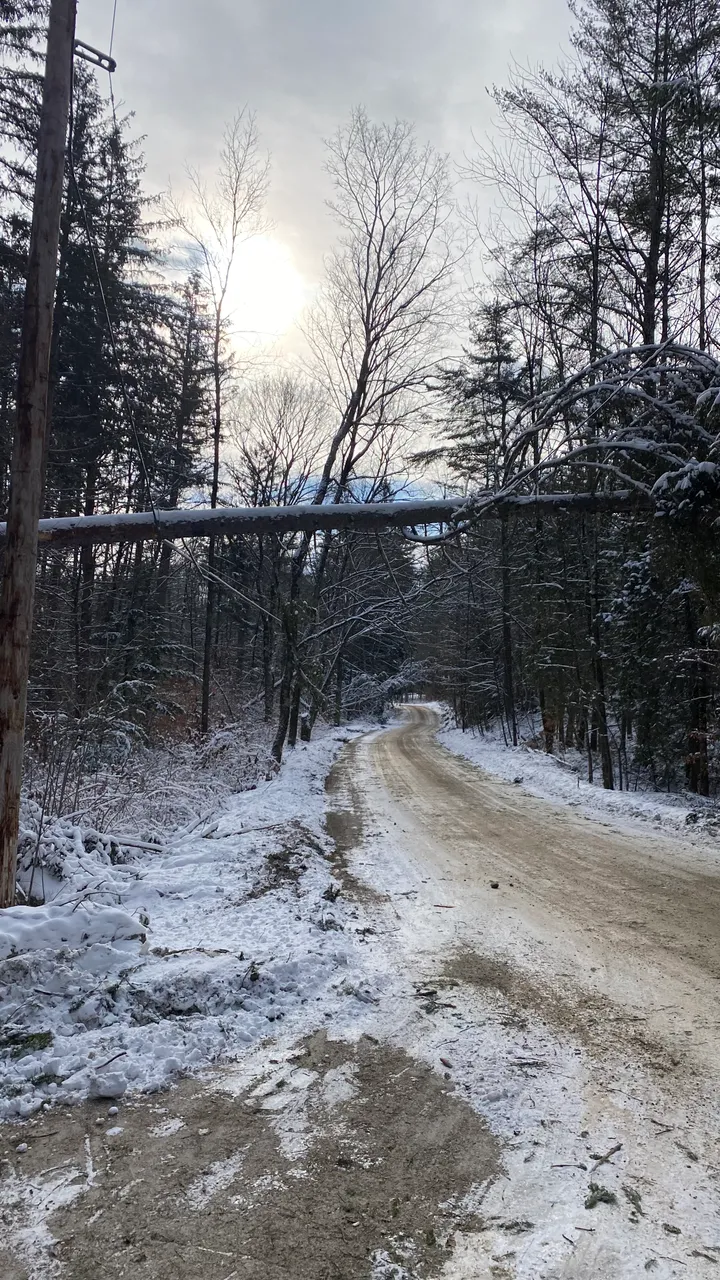 Tree on power line