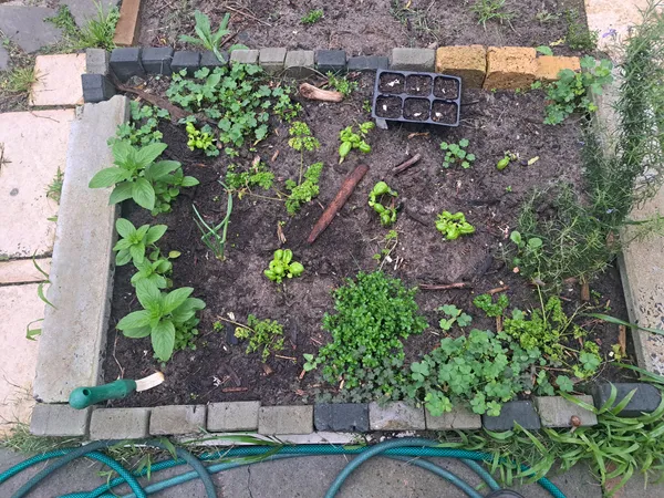 gardening-a-new-start