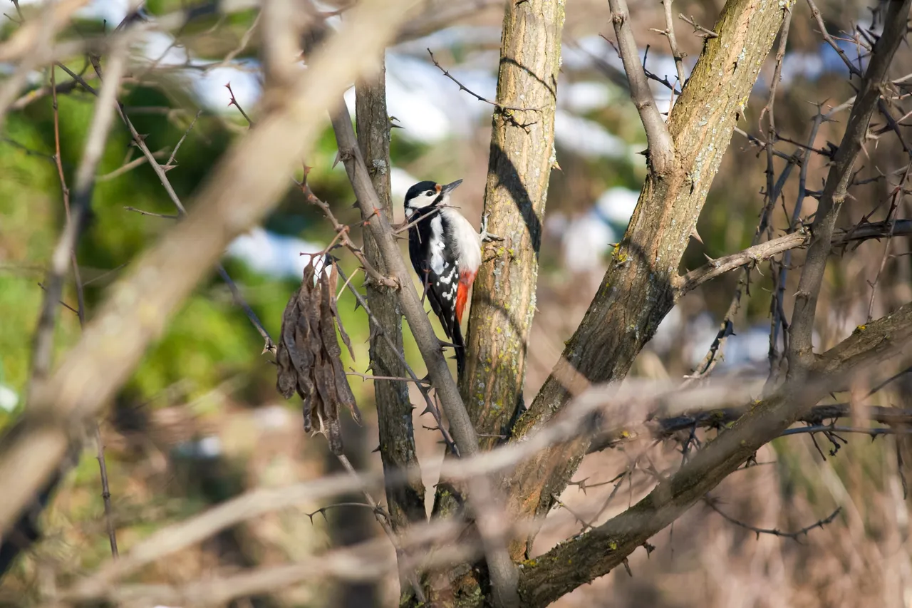 woodpecker_01.jpg
