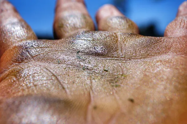 The Process of Making Hashish