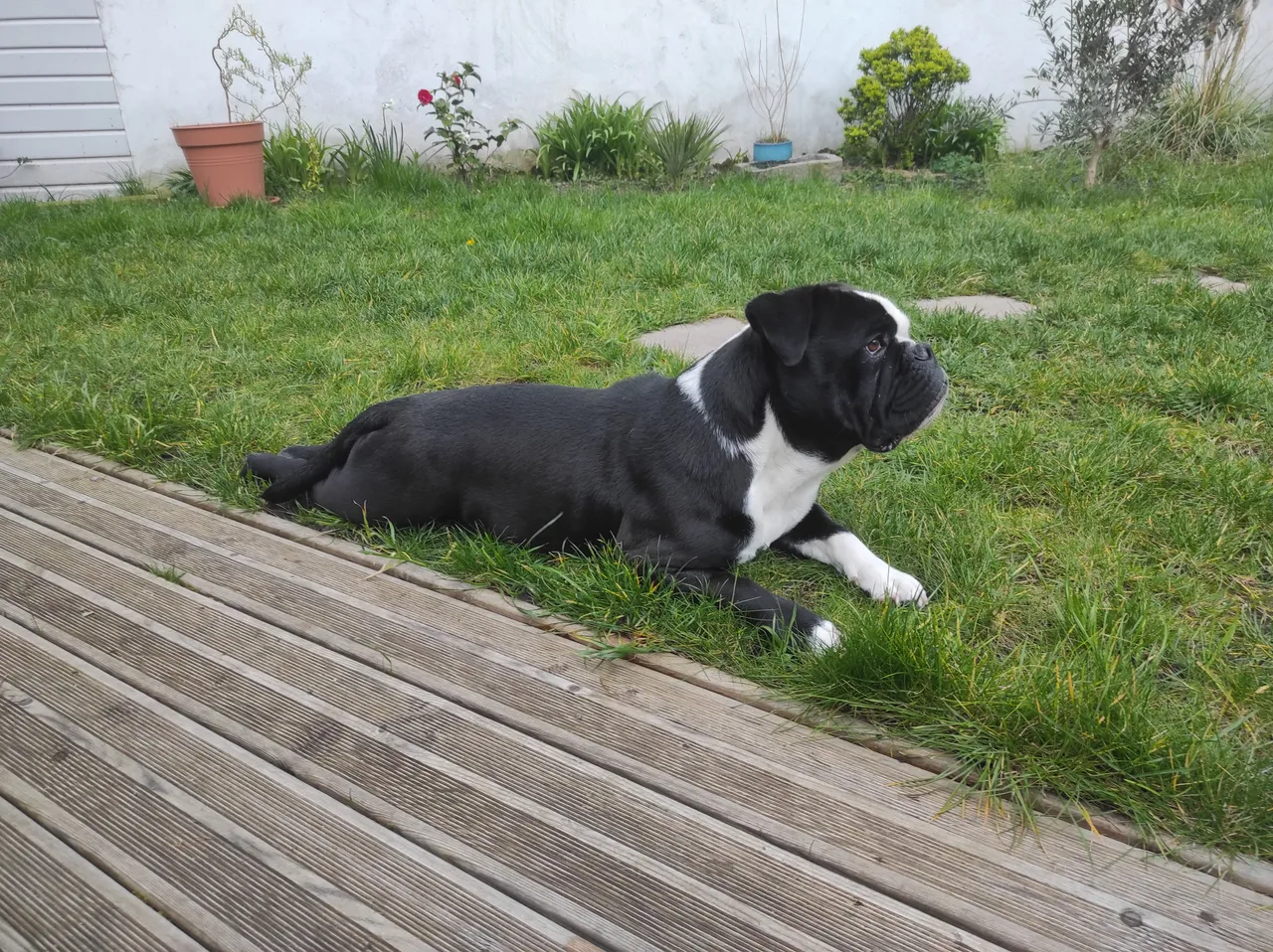 Lily in the garden