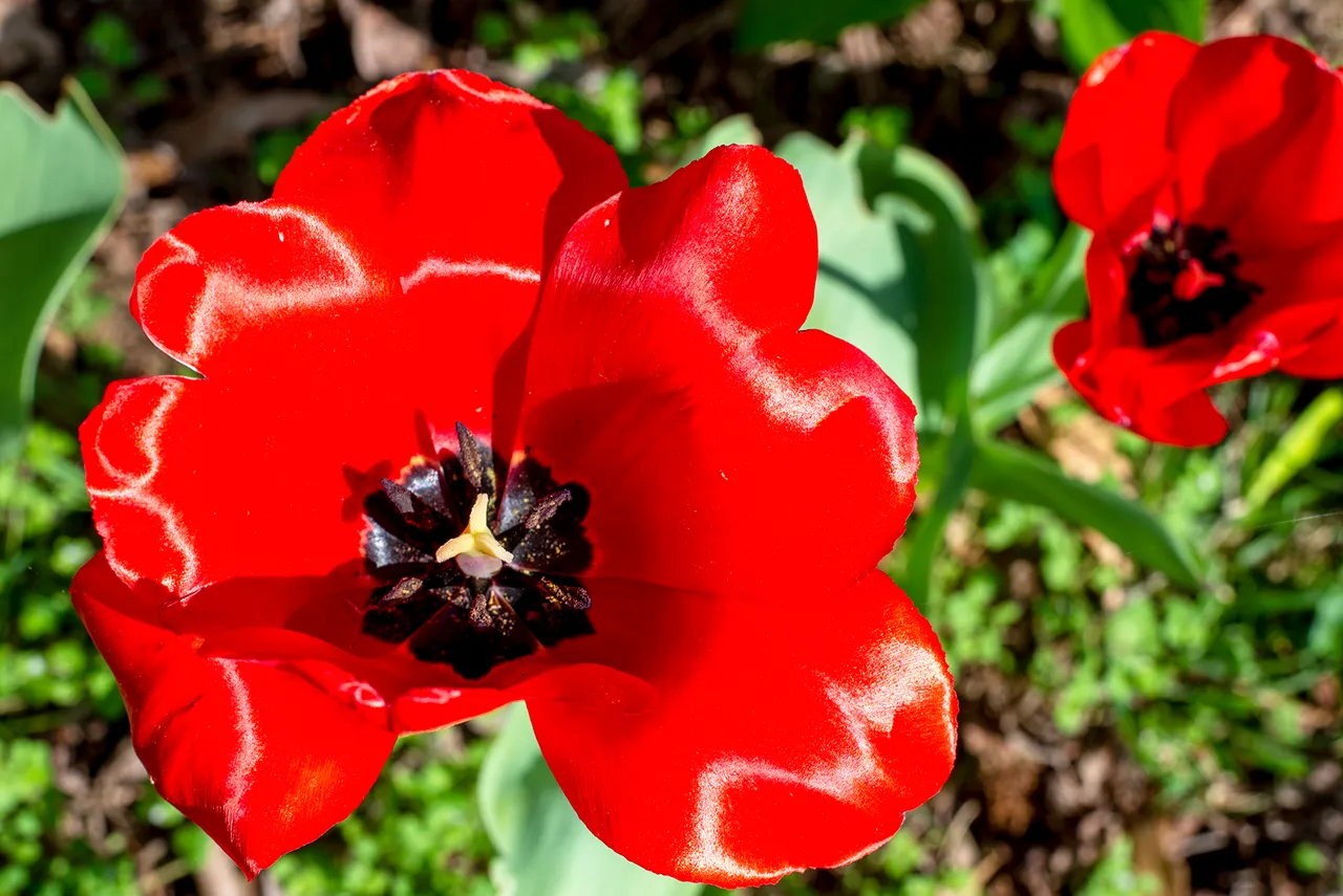 tulip_closeup.jpg