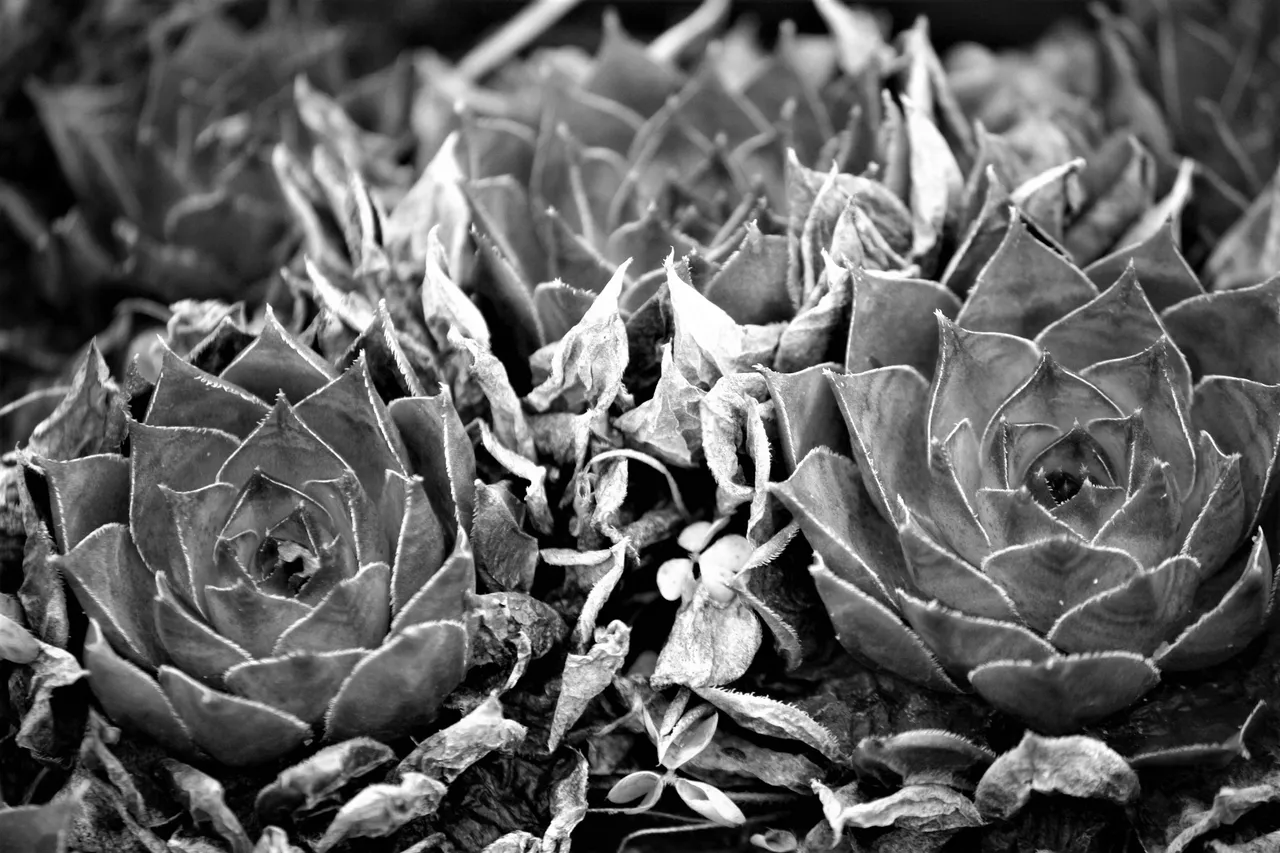 succulents_05.jpg