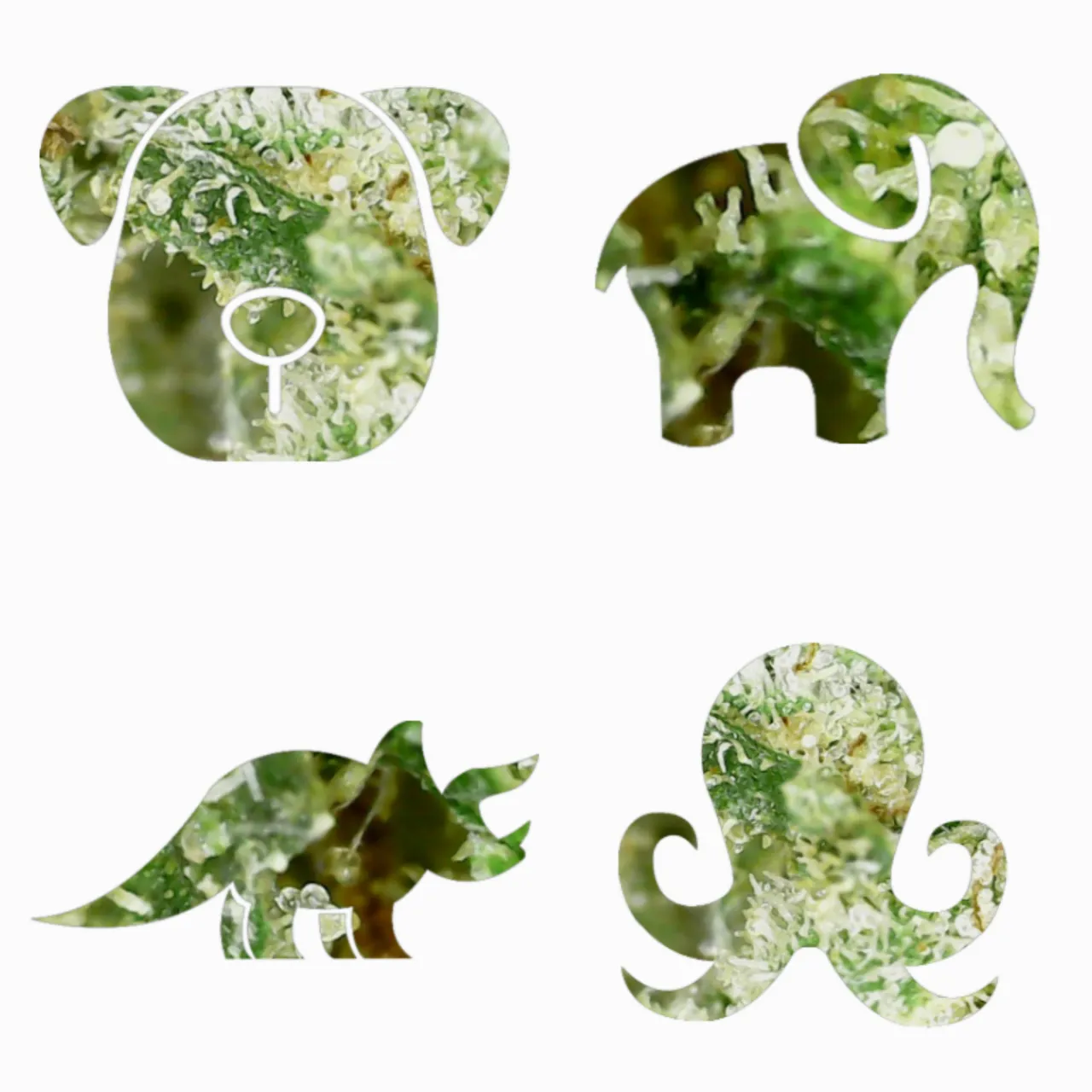 thc_animals_1.png