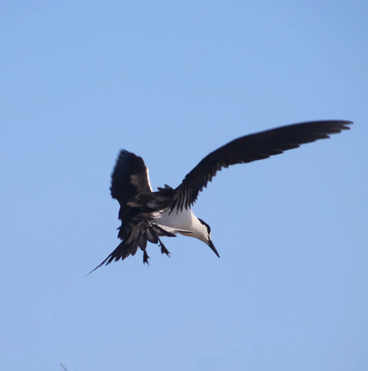 Sooty Tern