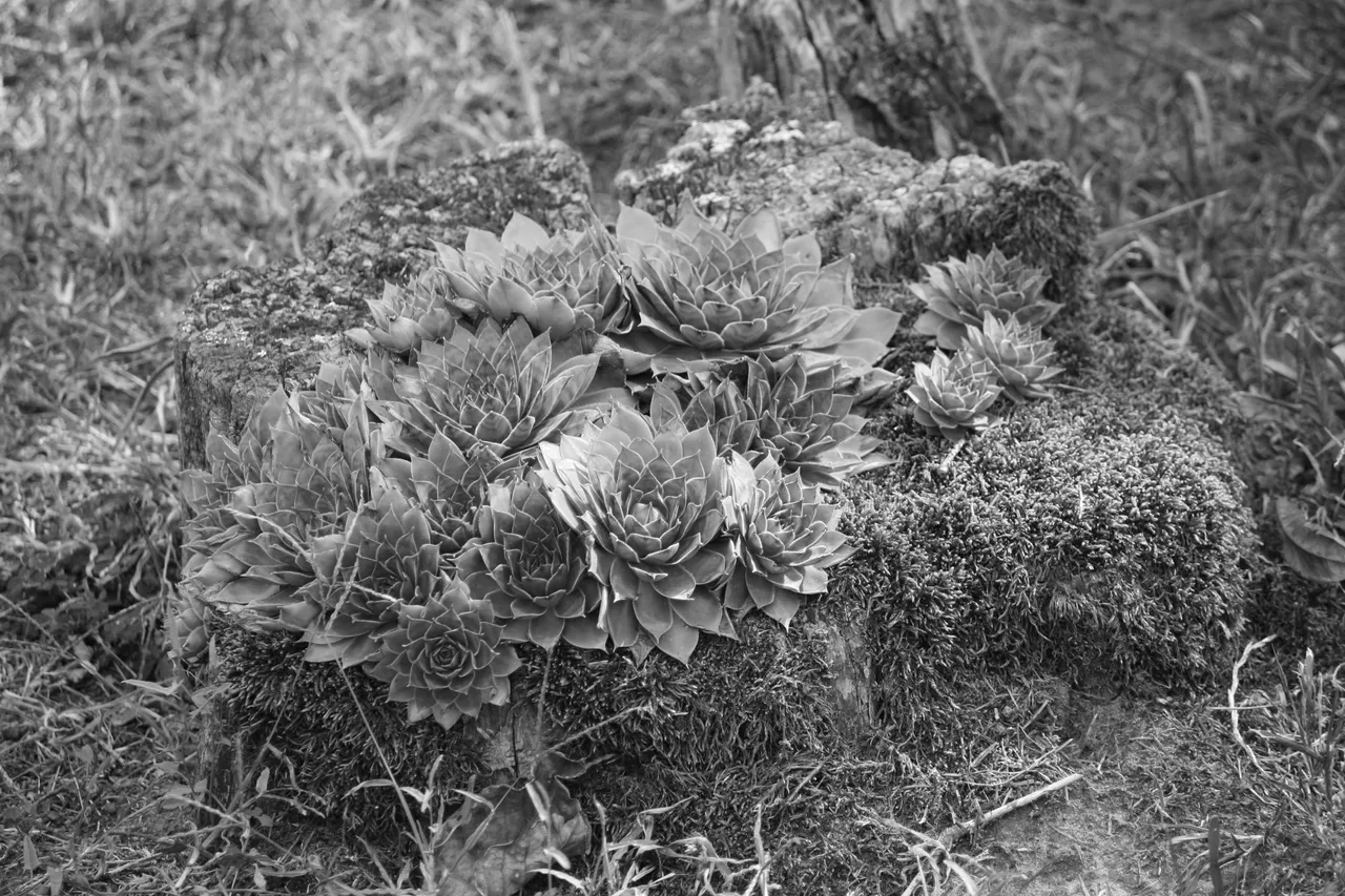 succulents_02.jpg