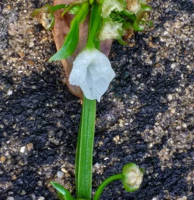 white_flower5.jpg