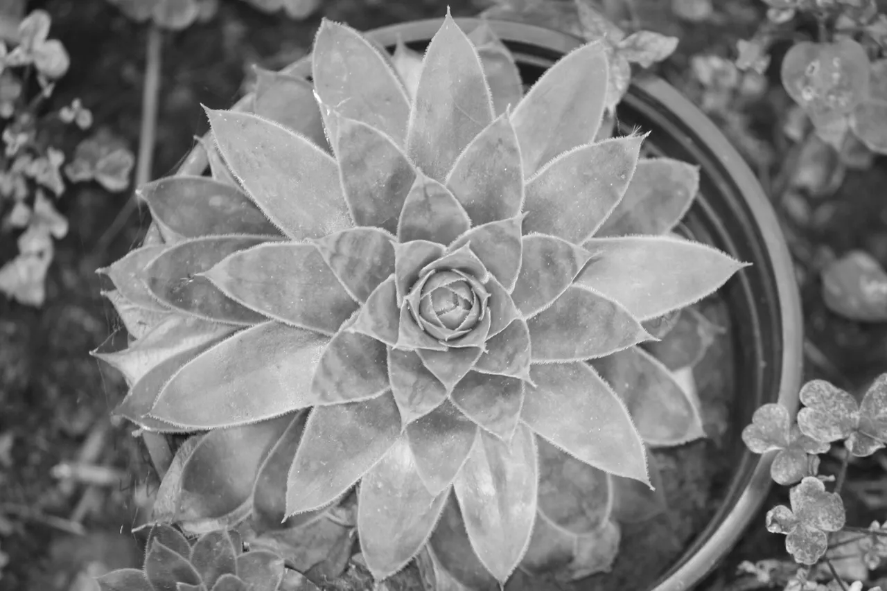 succulents_03.jpg