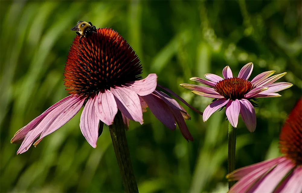 05_bee_flower.jpg