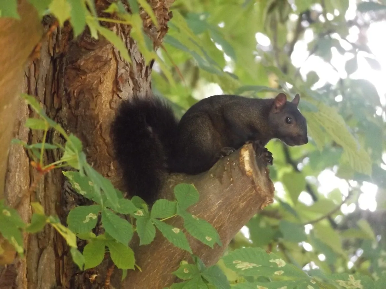 Black squirrel