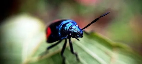 colorbeetle10.jpeg