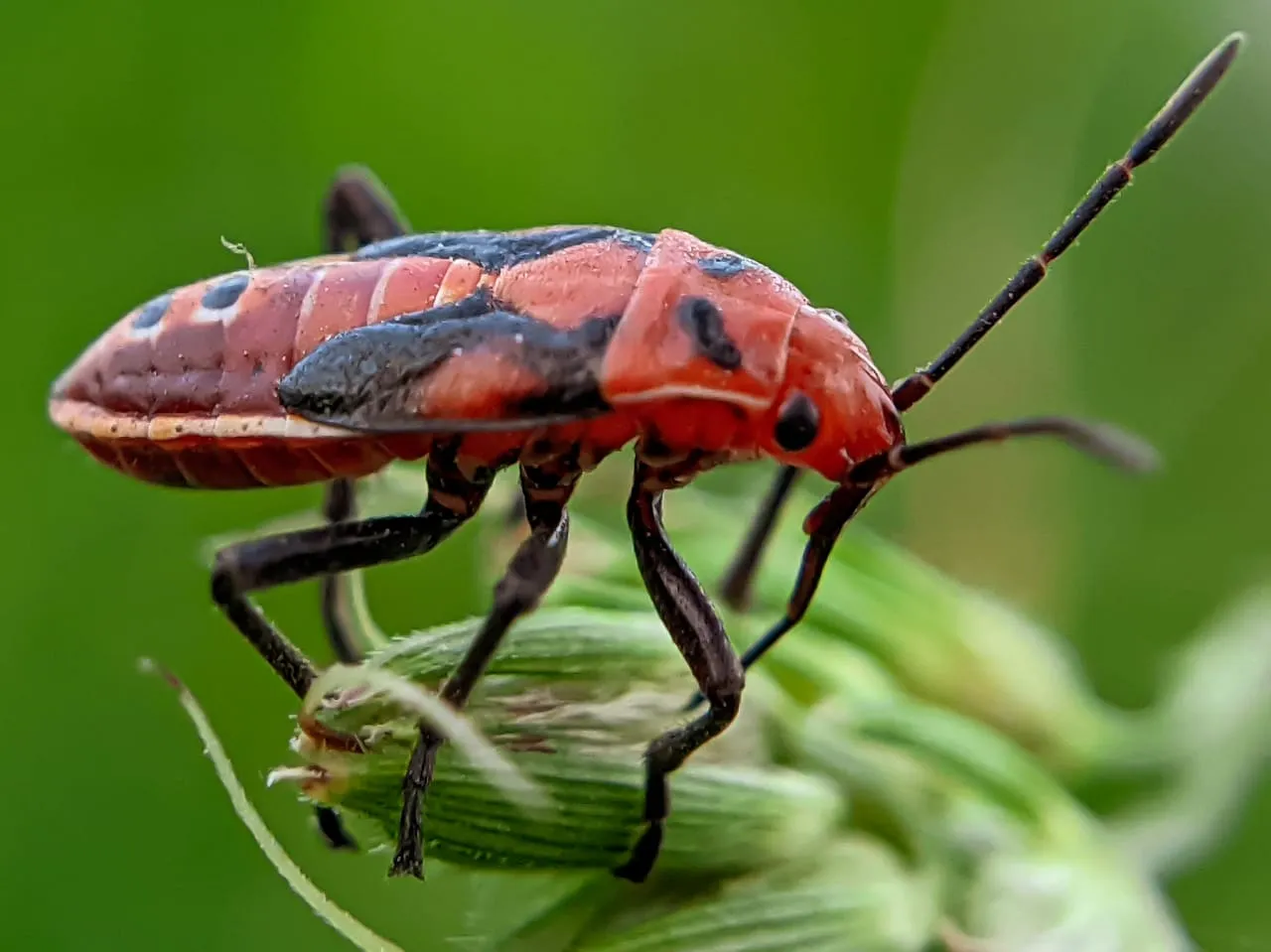 insect (13).jpeg