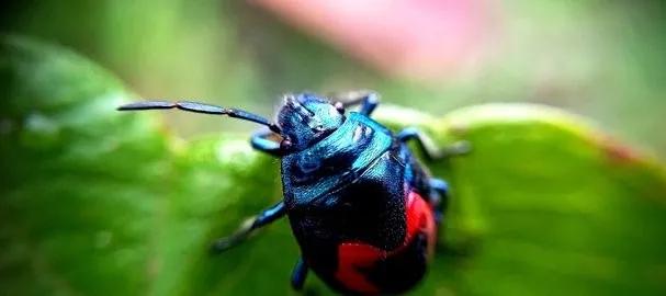 colorbeetle11.jpeg