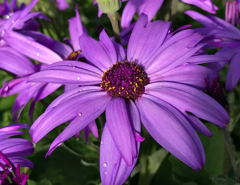 sunscape-daisy.jpg