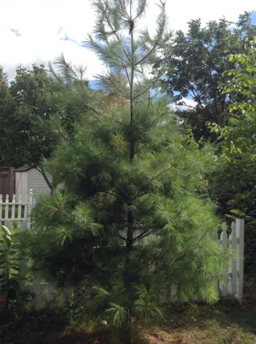 pine befores.JPG