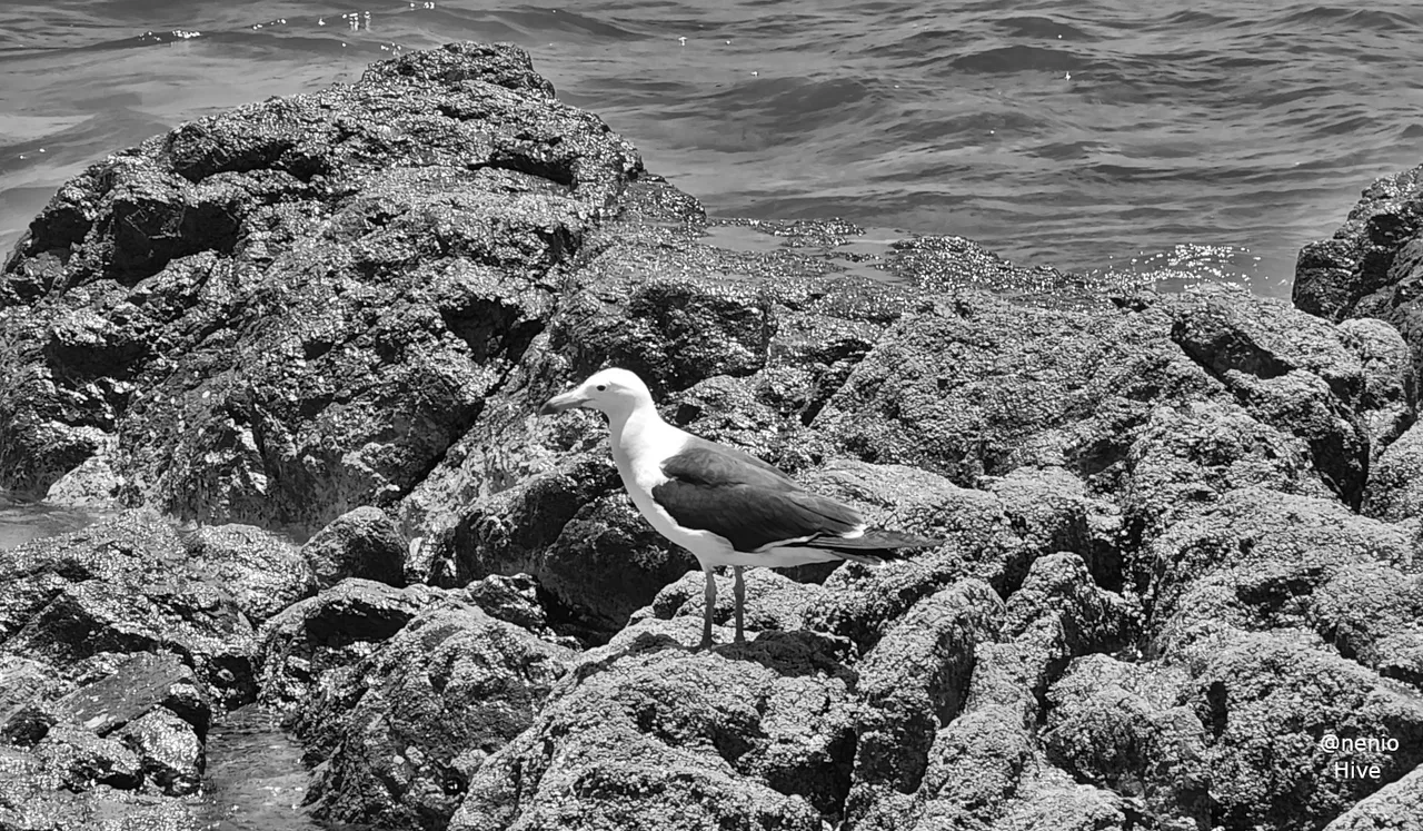 seagull-016-bw.jpg