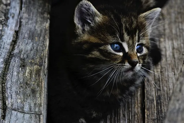 cat-914110_640.jpg