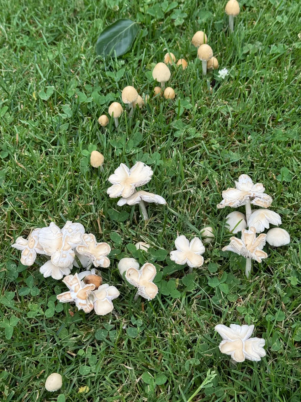 fungi-friday-2.jpg