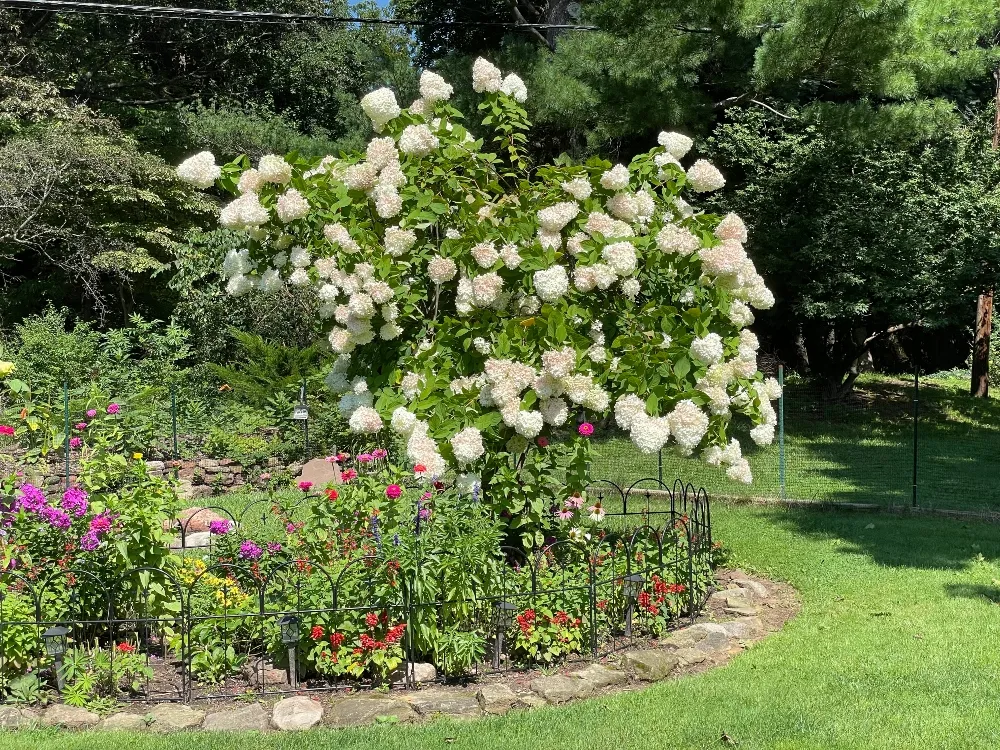 hive flowers.jpg