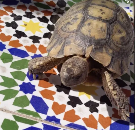 turtle close.jpg