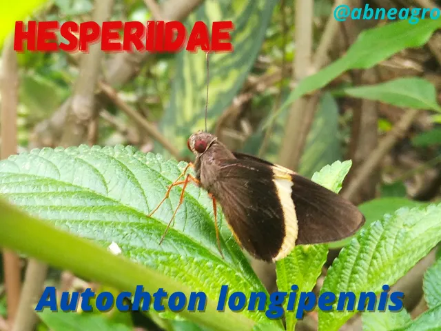 Hesperiidae(1).png