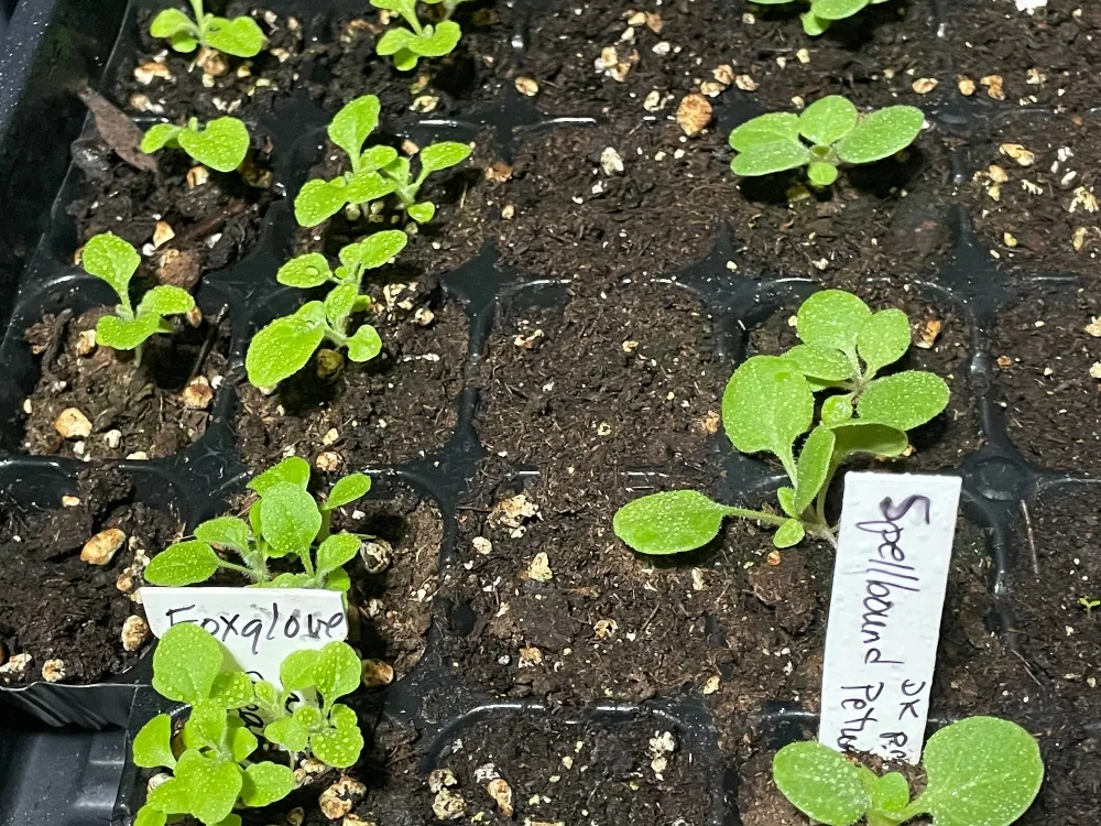 seeds-foxglove.jpg