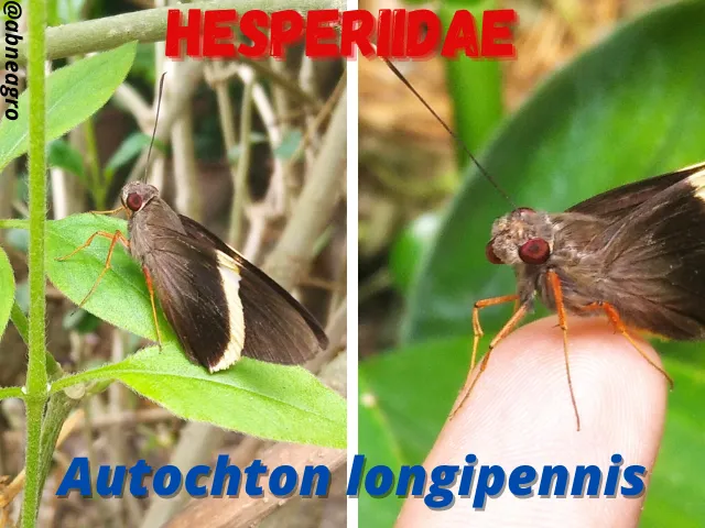 Hesperiidae(2).png