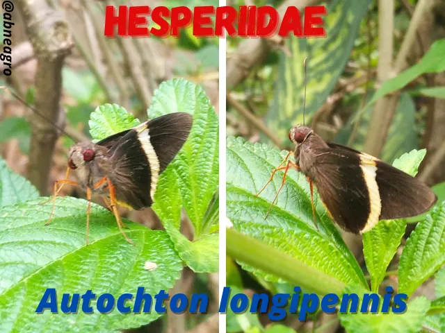 Hesperiidae(4).png