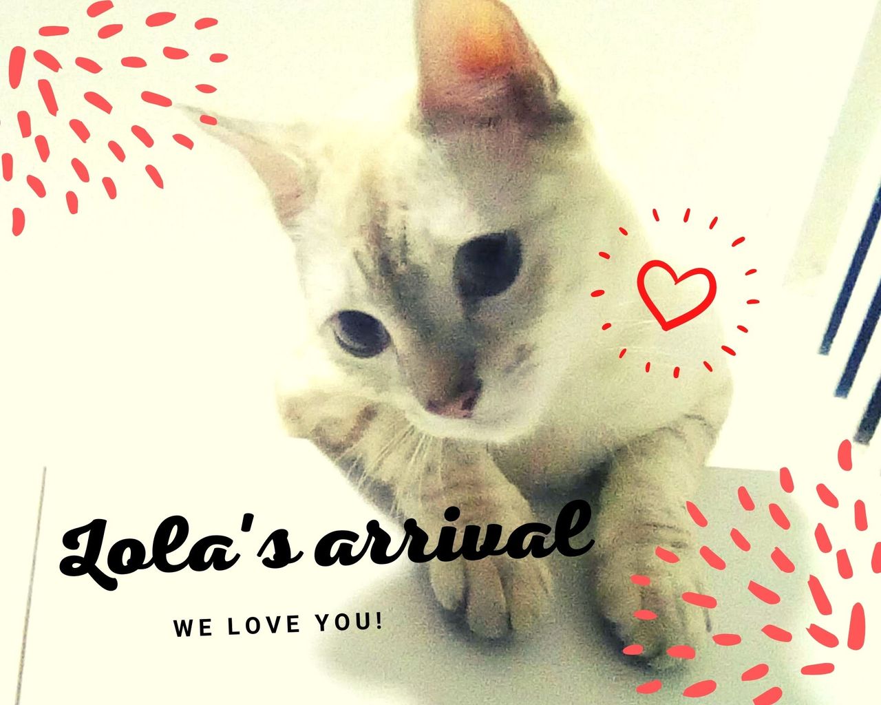 Lola's arrival.jpg