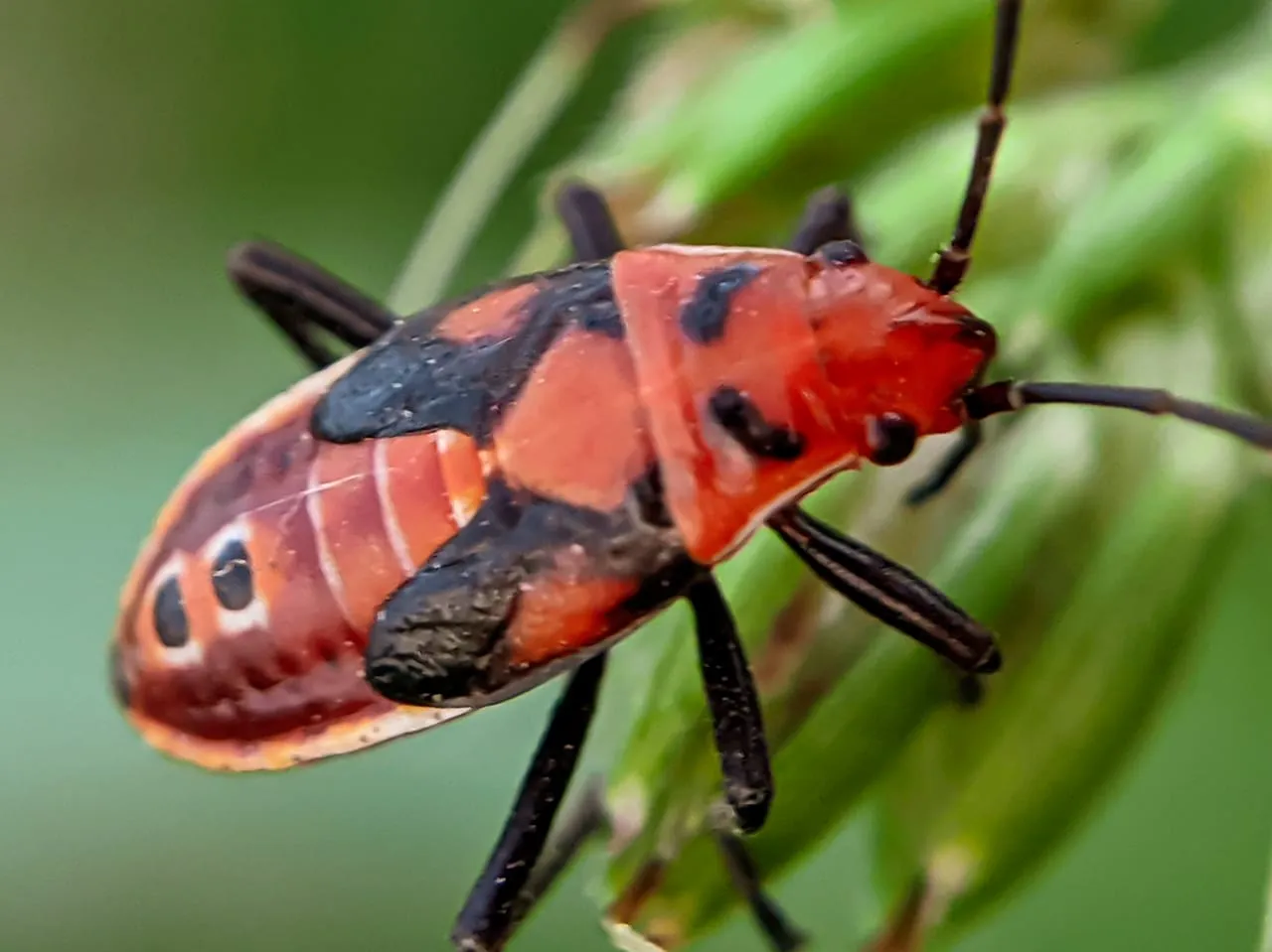 insect (11).jpeg