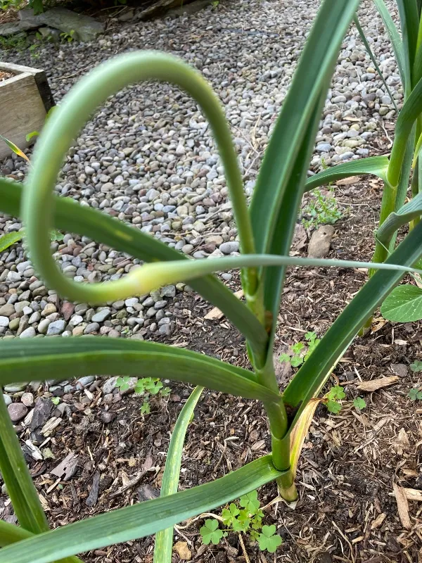 garden-garlic-.jpg