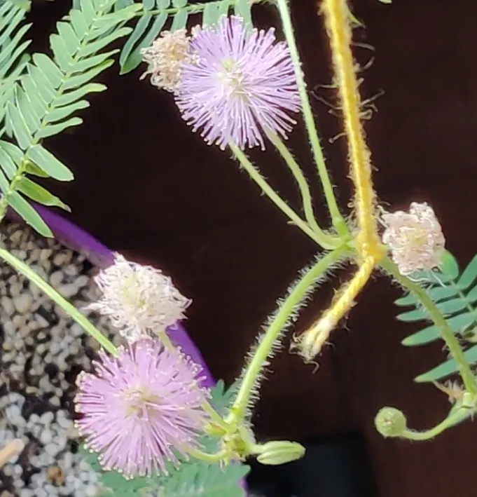 mimosaflowers.jpeg