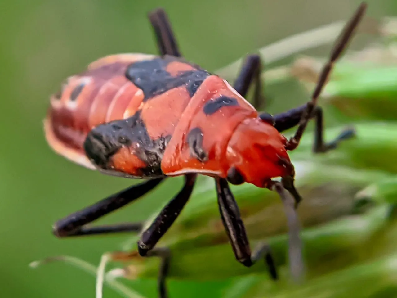 insect (10).jpeg