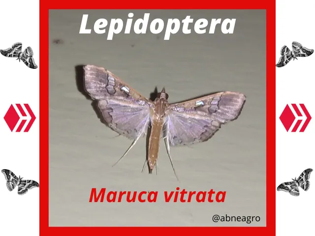 Lepidoptera(3).png